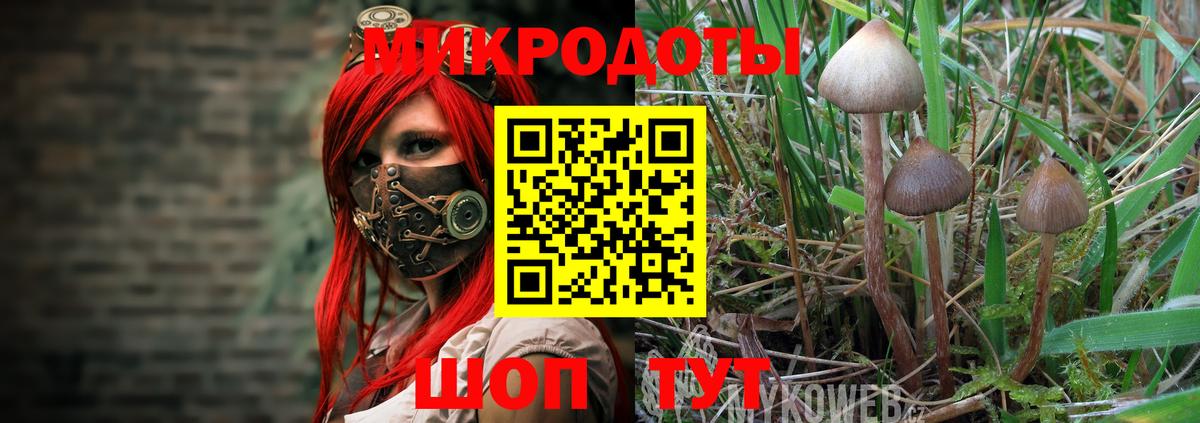 Шебекино  Галлюциногенные грибы Cubensis  Вход с VPN 